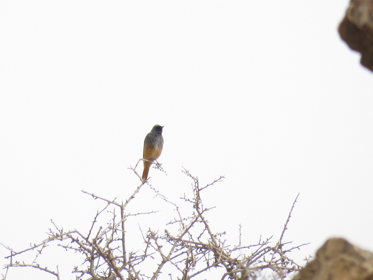Black Redstart - ML646831983