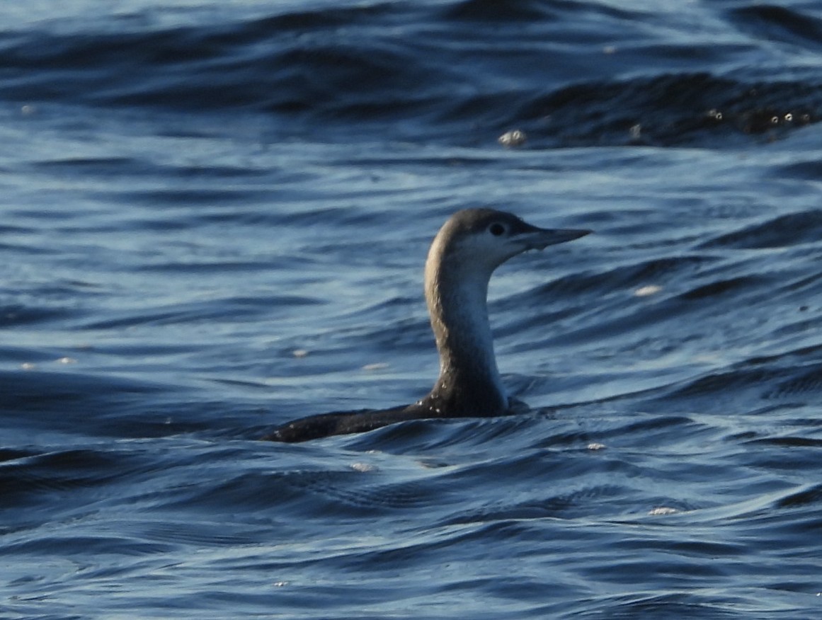 紅喉潛鳥 - ML646831984