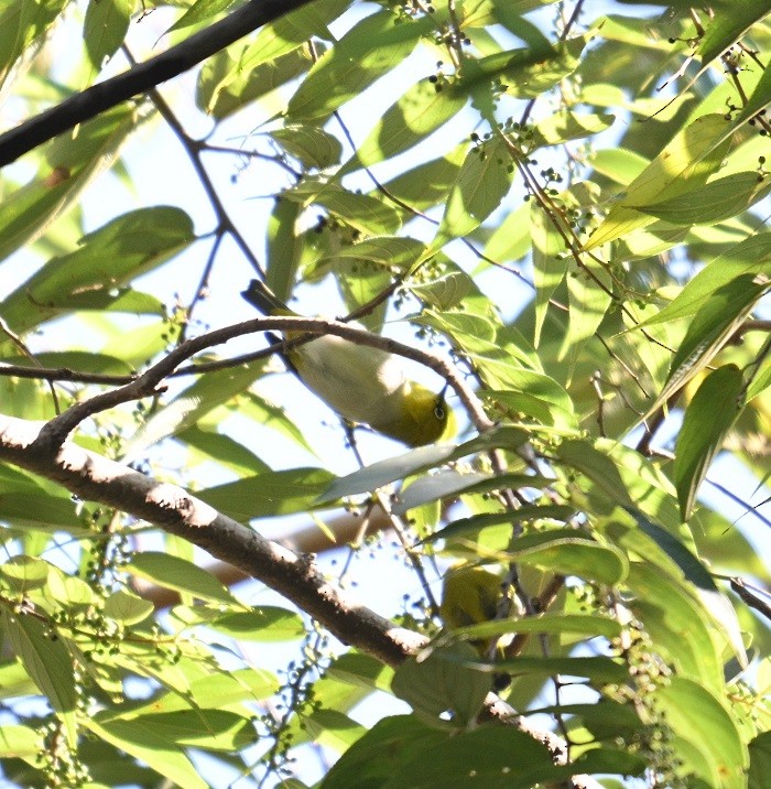 Begizuri indiarra - ML646831985