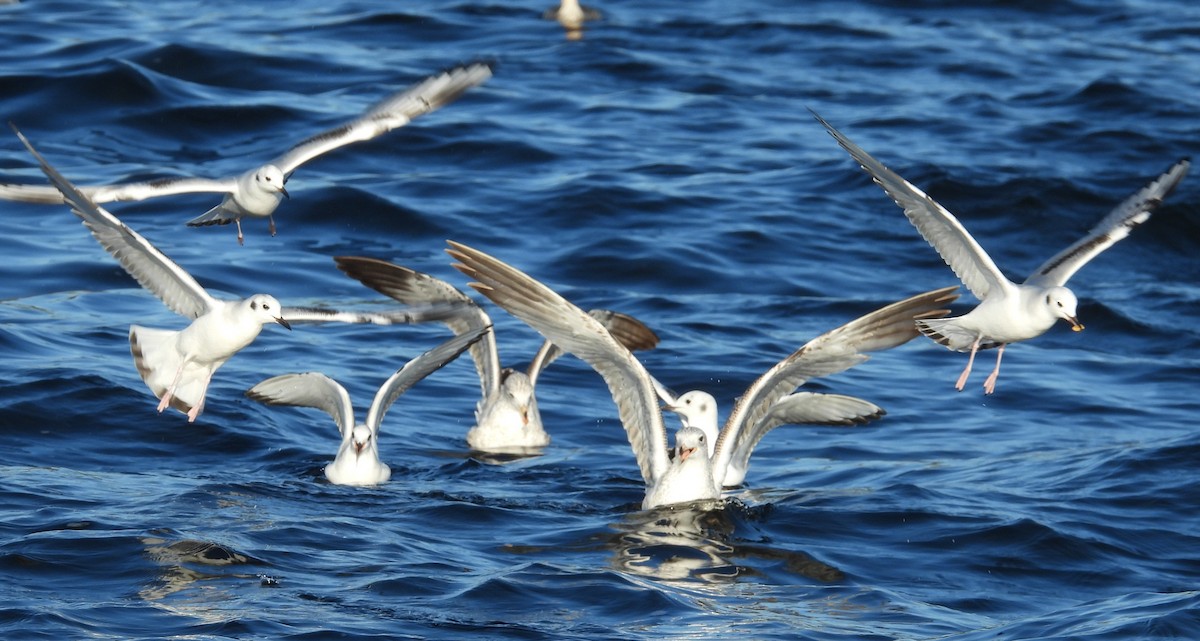 kanadahettemåke - ML646831986