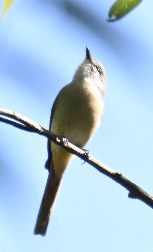 Small Minivet - ML646831987