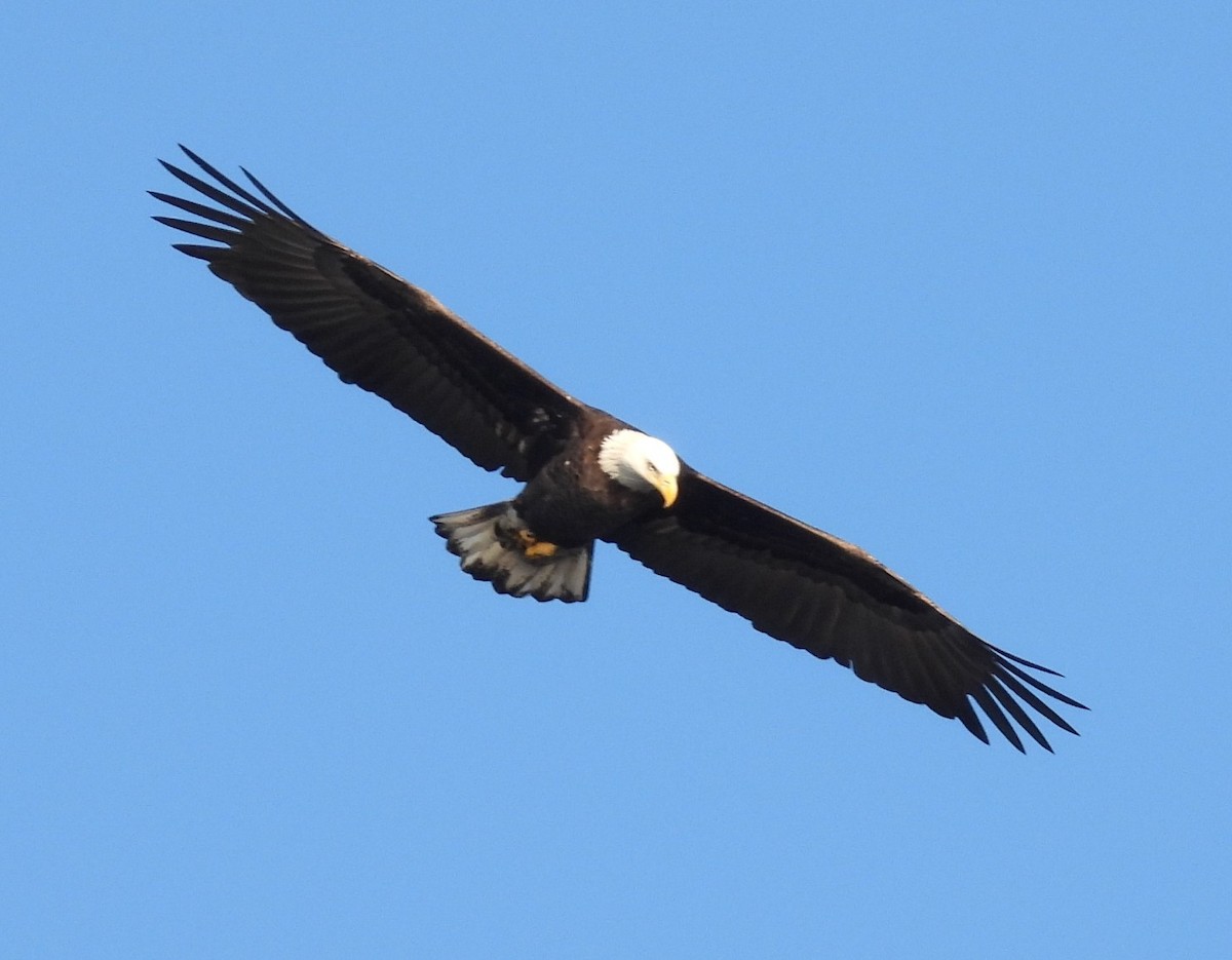 hvithodehavørn - ML646831991