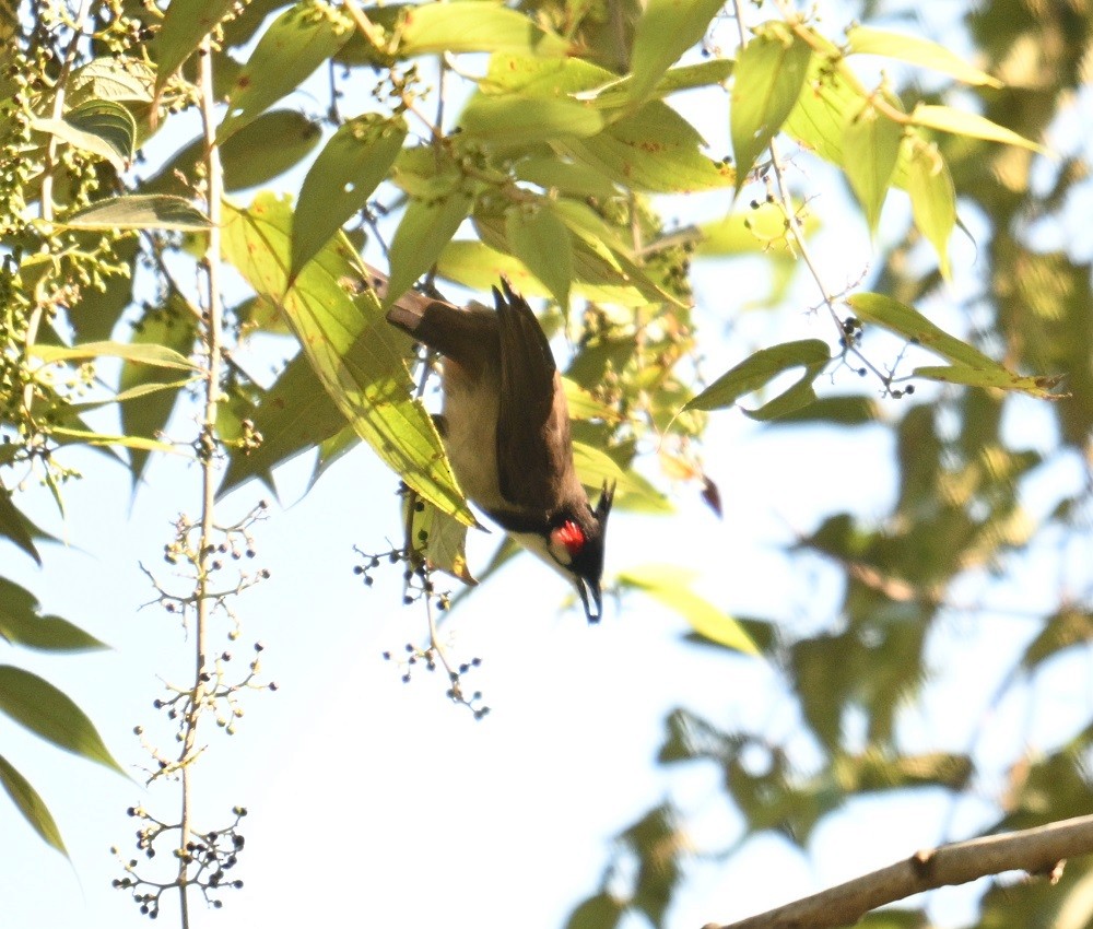 Bulbul masailgorria - ML646831994