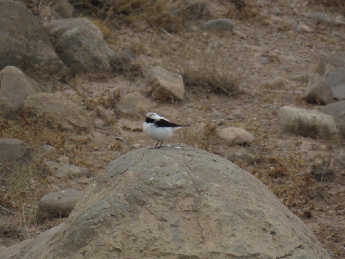 Finsch's Wheatear - ML646831995