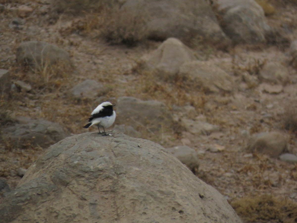Finsch's Wheatear - ML646831996