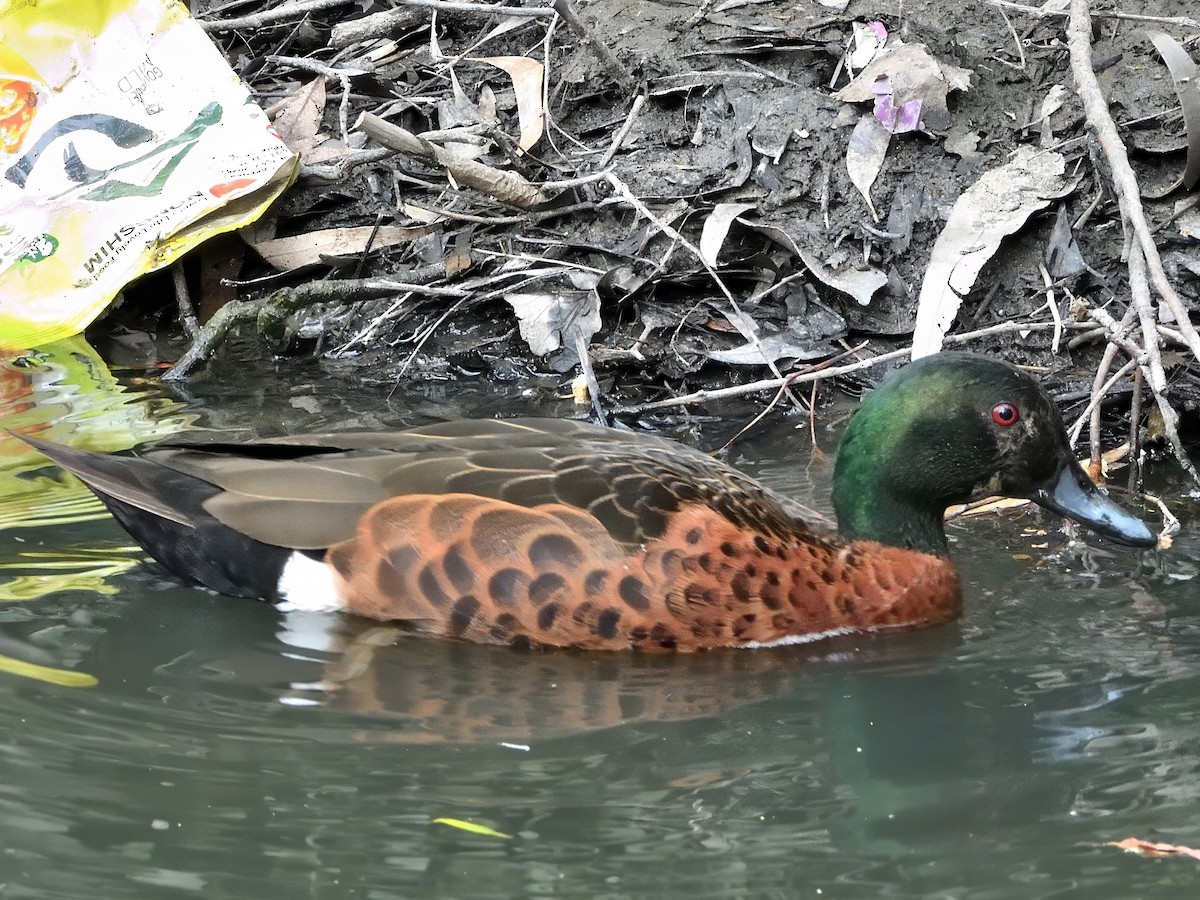 Sarcelle rousse - ML646831997