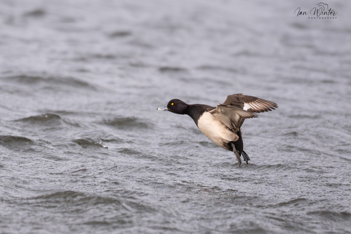 Tufted Duck - ML646831999