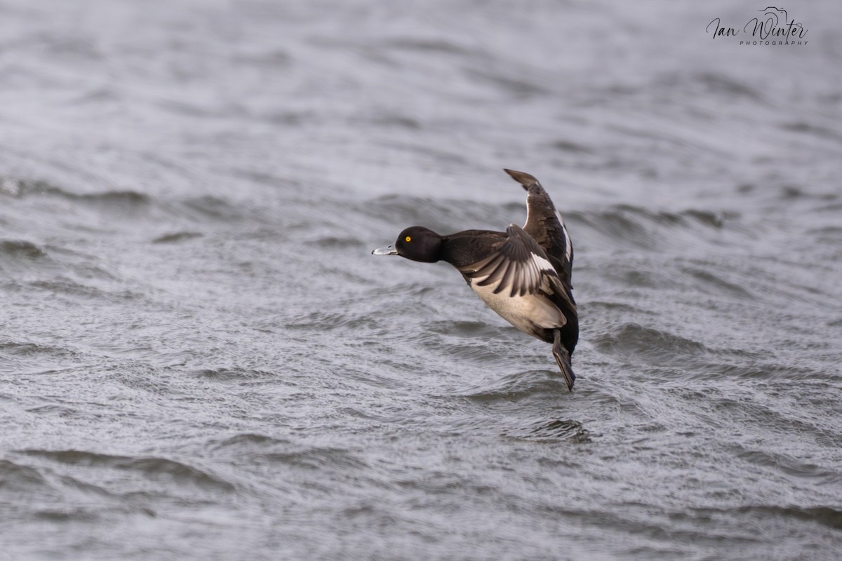 Tufted Duck - ML646832000