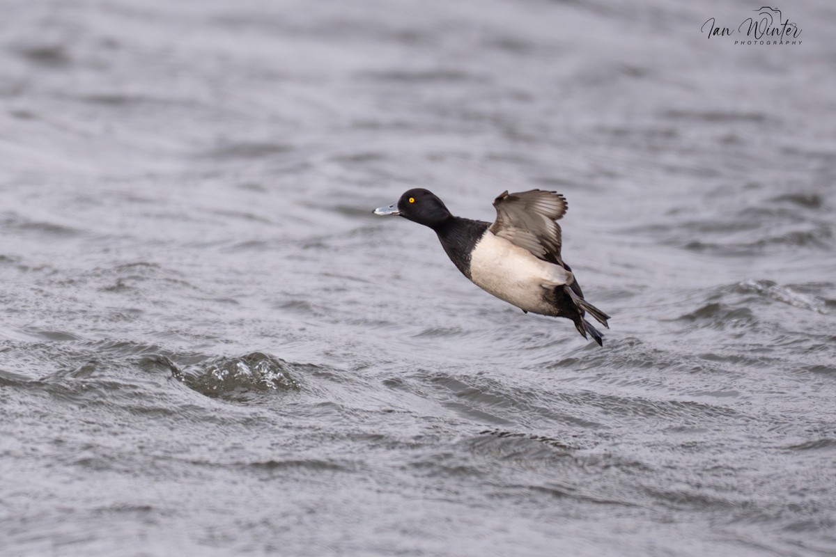 Tufted Duck - ML646832001