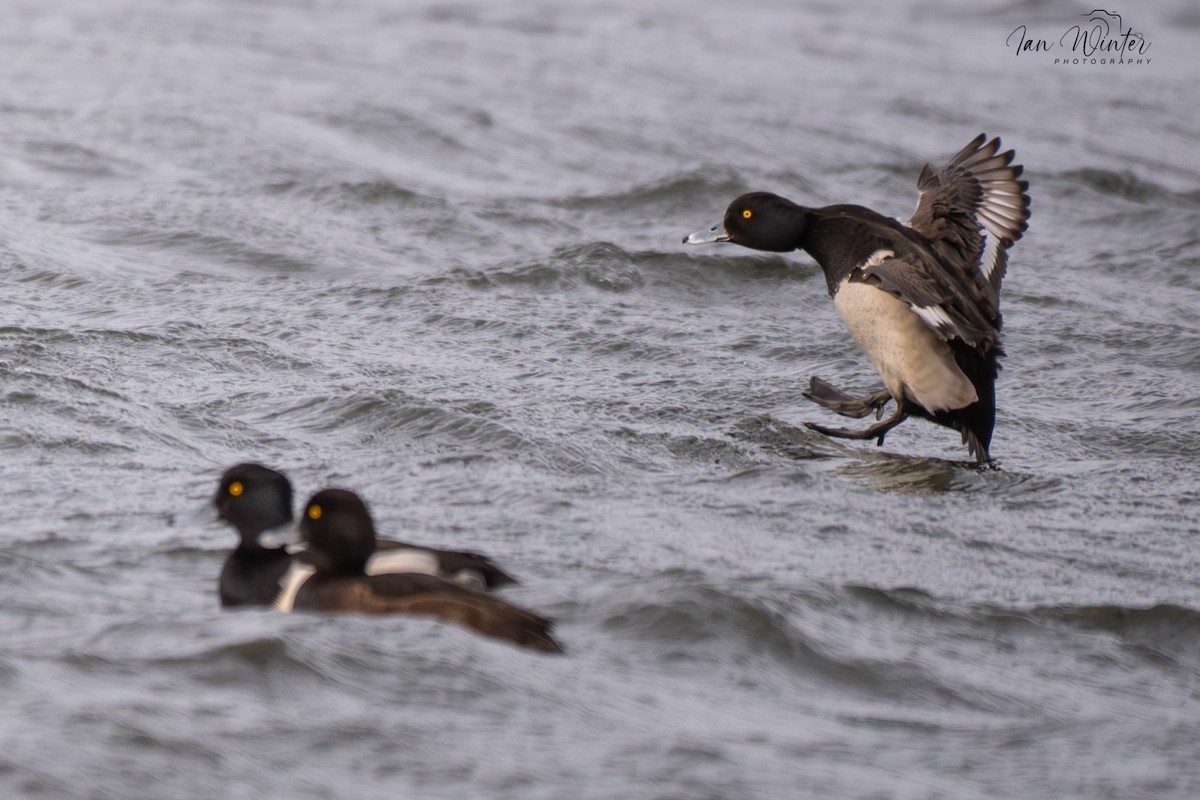 Tufted Duck - ML646832002