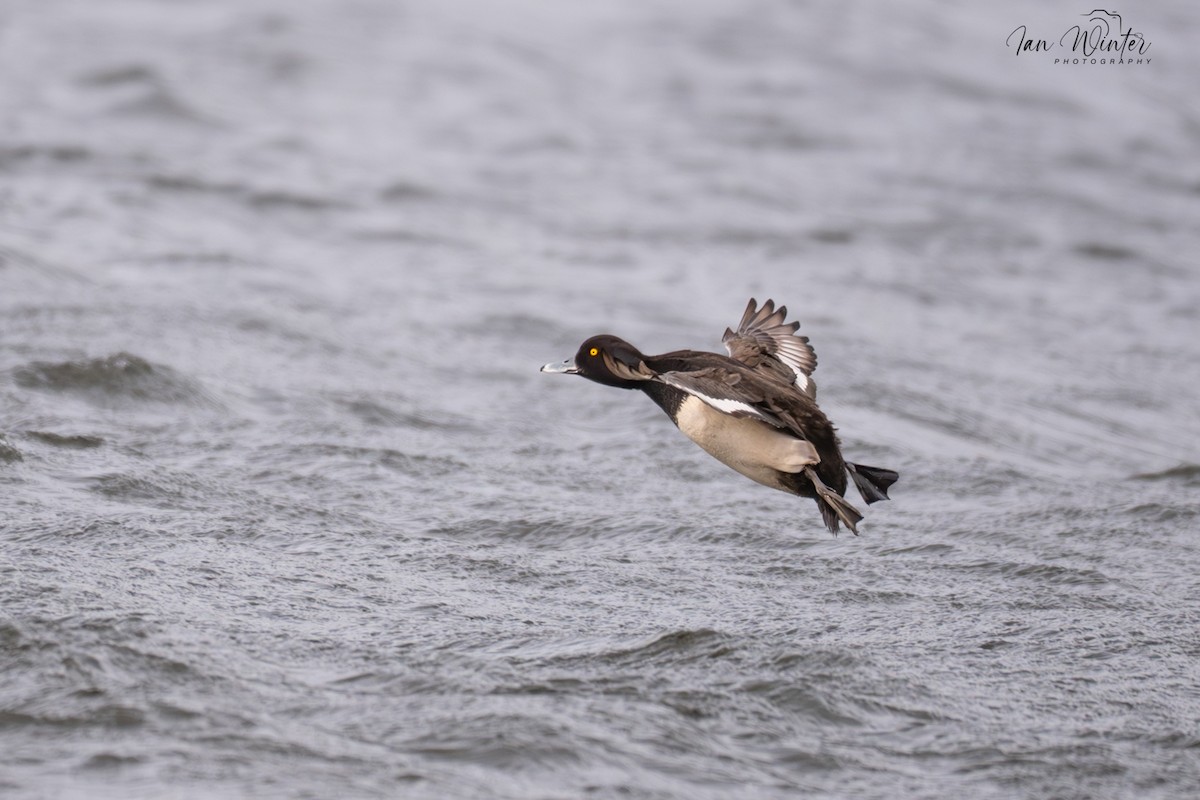 Tufted Duck - ML646832003