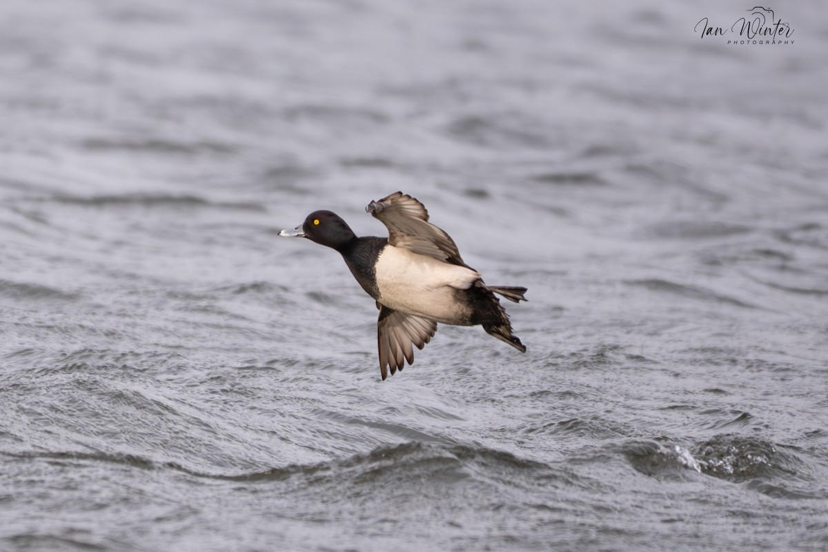 Tufted Duck - ML646832004
