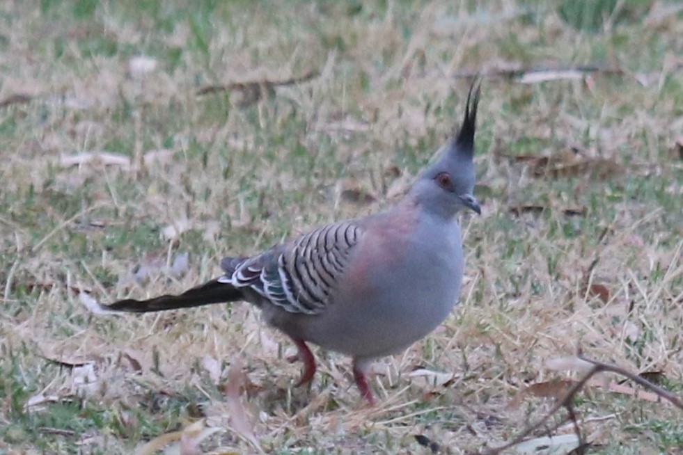 toppdue - ML646832005