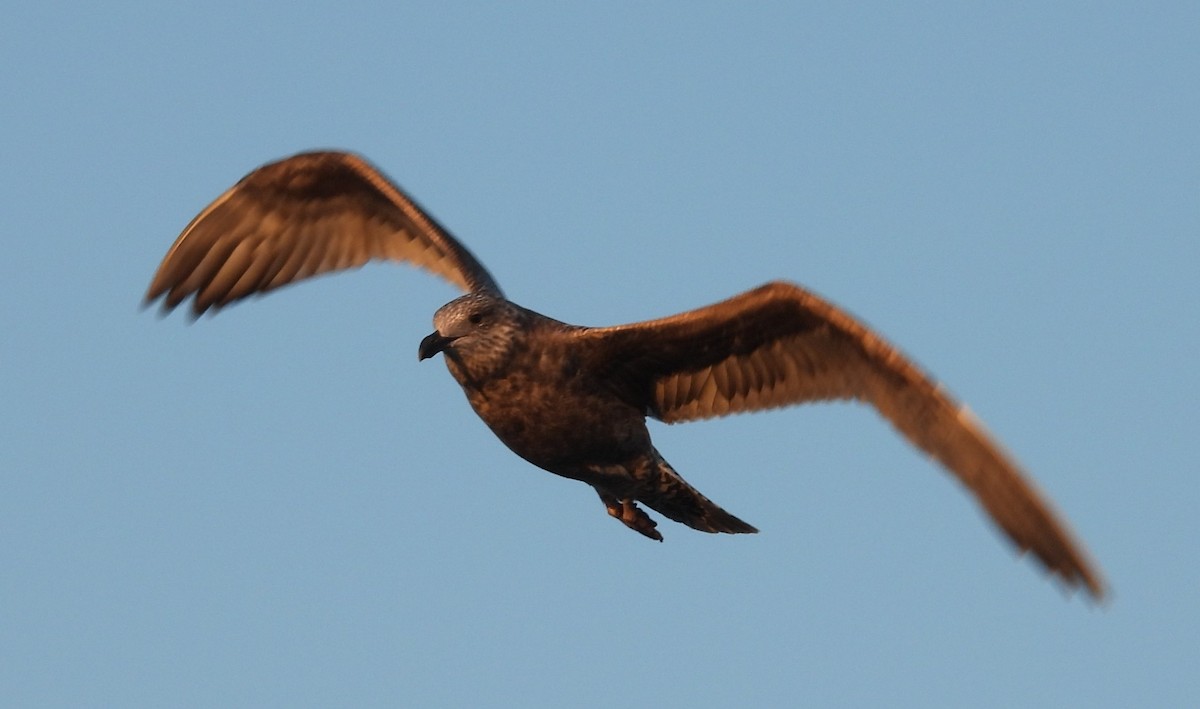 amerikagråmåke - ML646832007