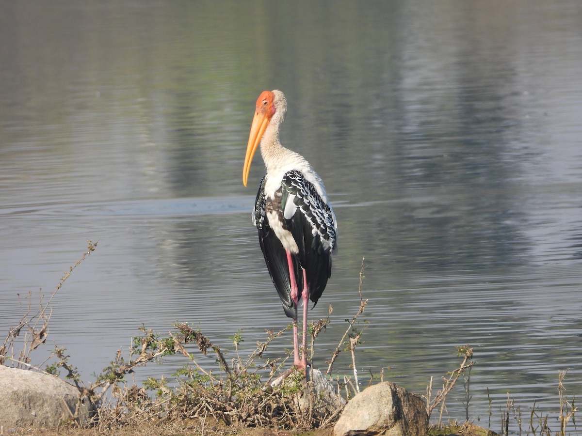 beltestork - ML646832008