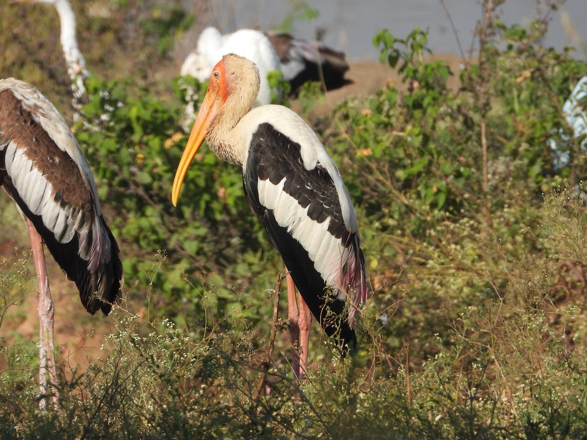 beltestork - ML646832009