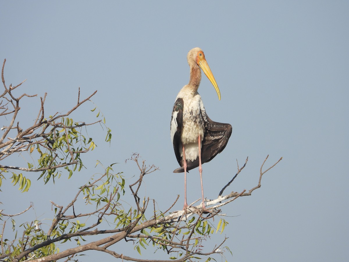 beltestork - ML646832010