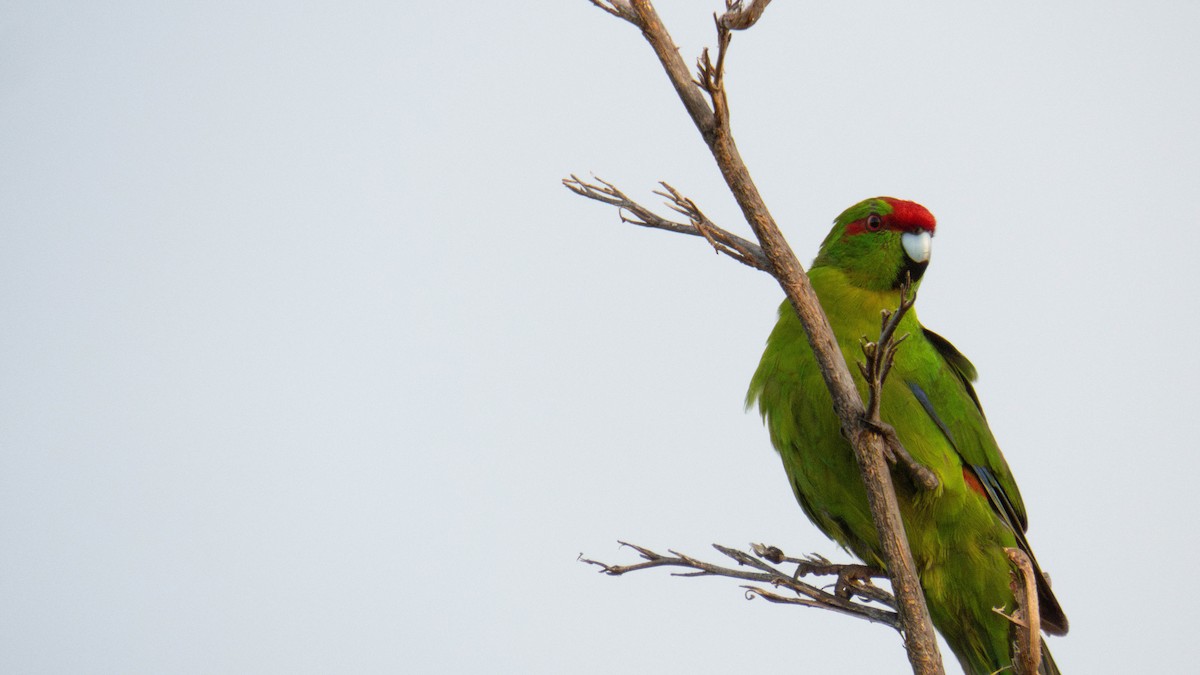 Red-crowned Parakeet - ML646832012