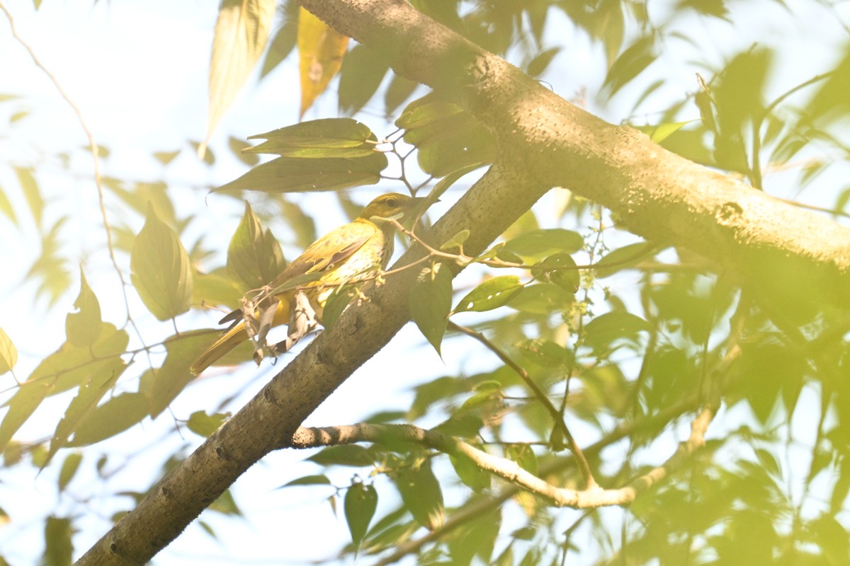 Indian Golden Oriole - ML646832014