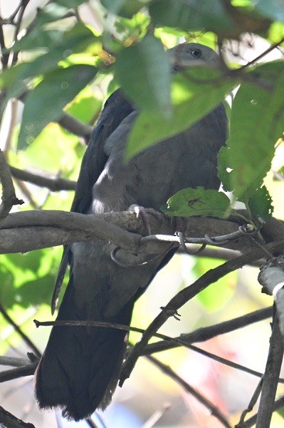 Nilgiri Wood-Pigeon - ML646832015