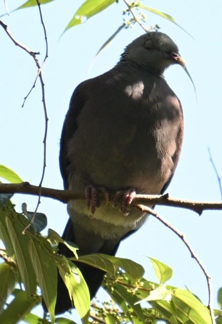 Nilgiri Wood-Pigeon - ML646832016