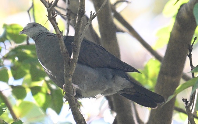 Nilgiri Wood-Pigeon - ML646832017