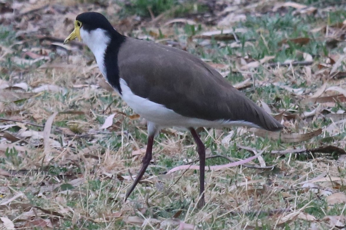 Masked Lapwing - ML646832018