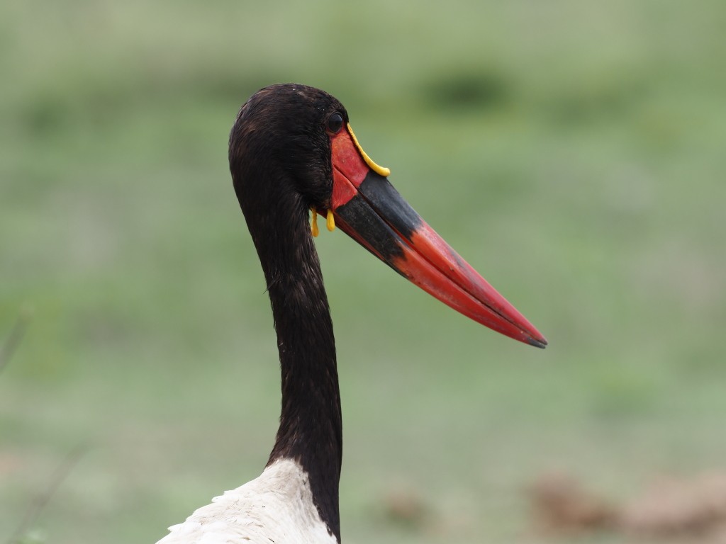 sadelnebbstork - ML646832019