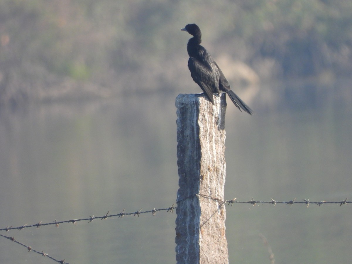 Little Cormorant - ML646832020