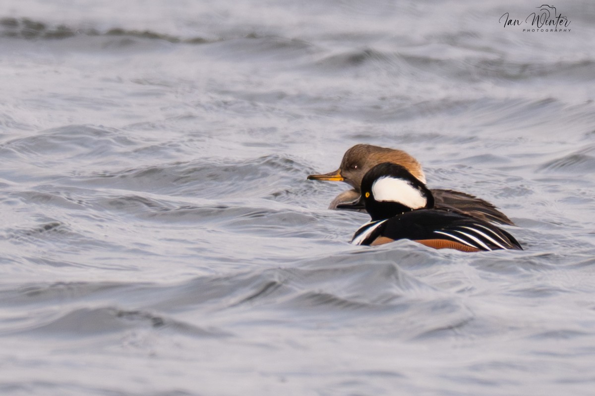 Hooded Merganser - ML646832021