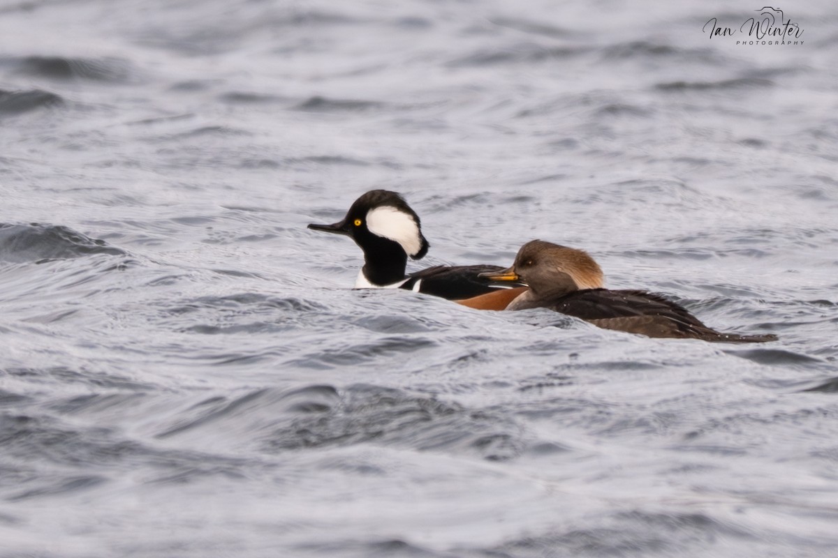 Hooded Merganser - ML646832022