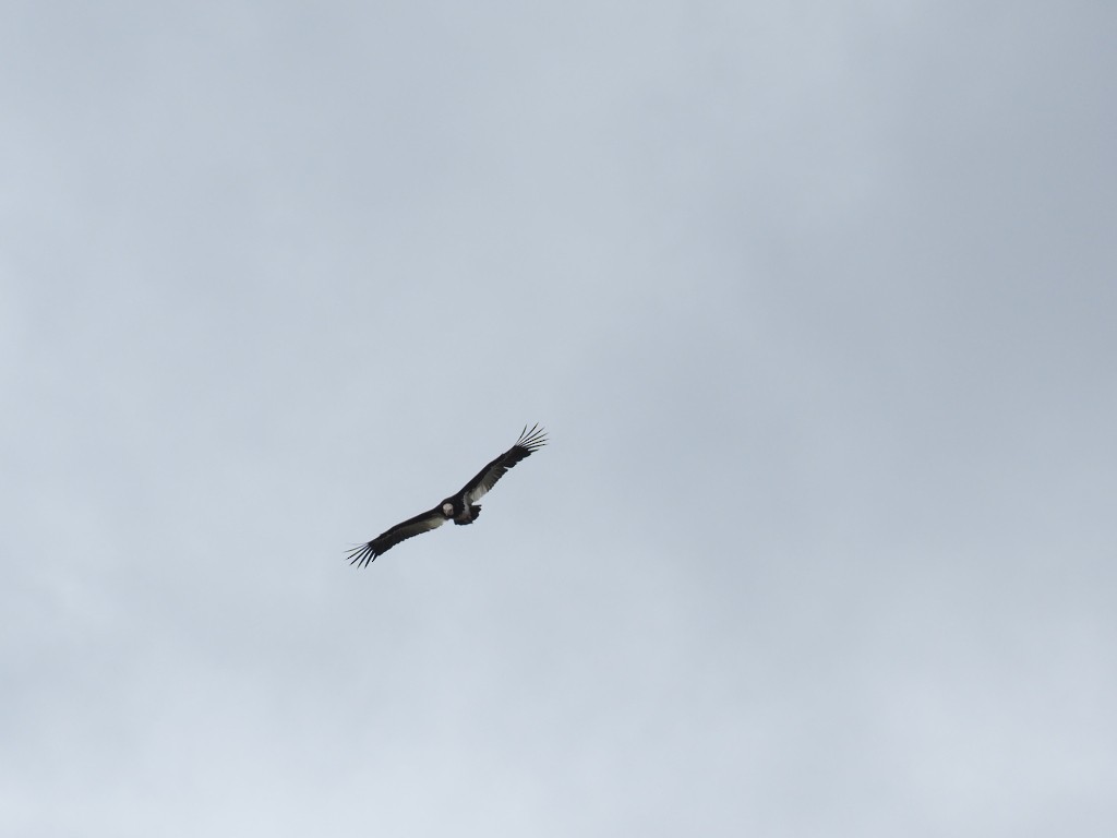 hvithodegribb - ML646832023