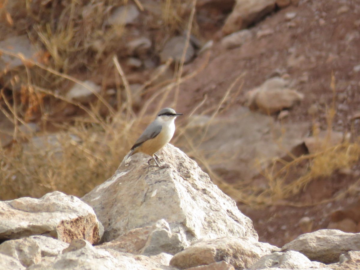 Western Rock Nuthatch - ML646832024