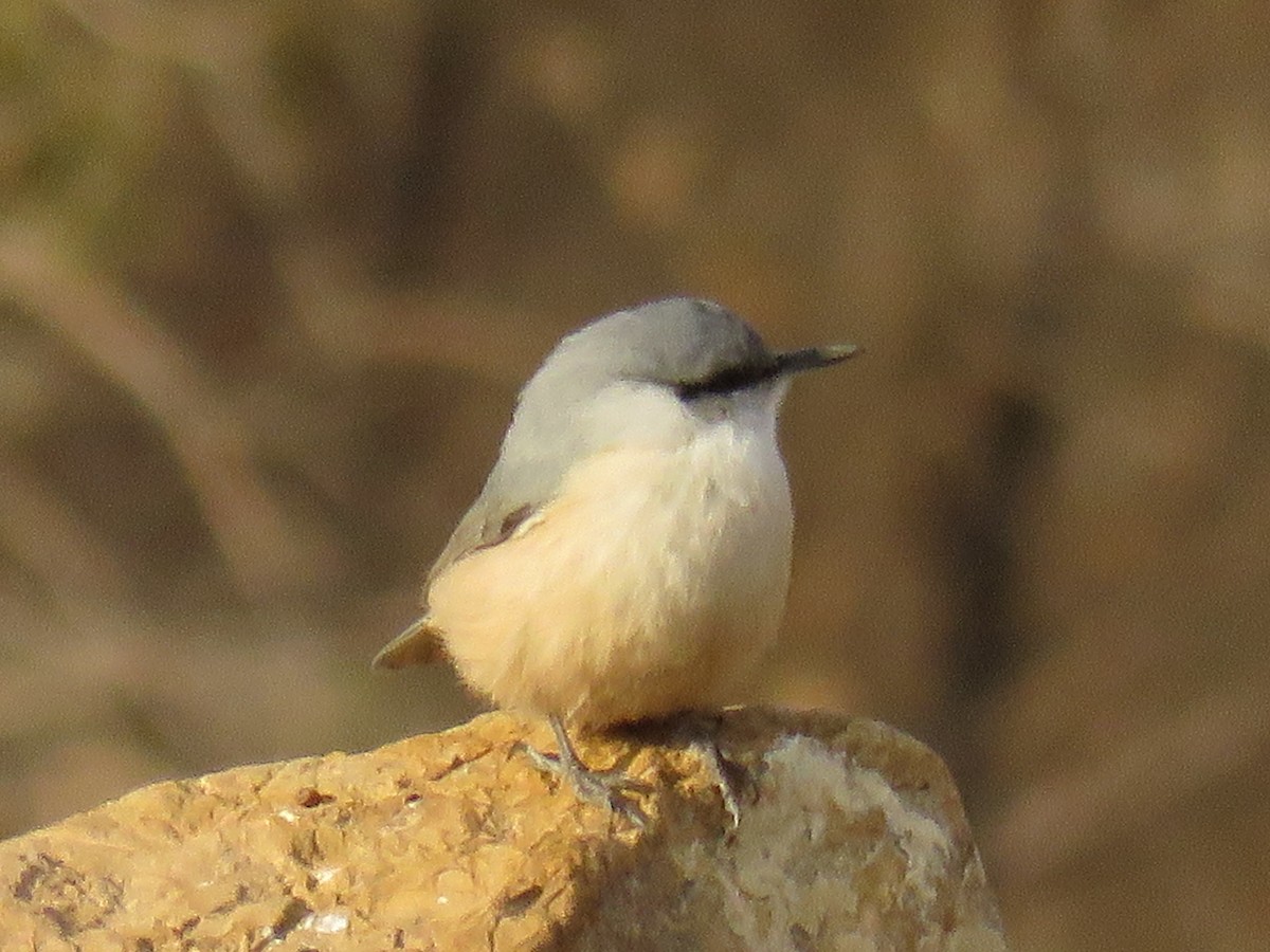Western Rock Nuthatch - ML646832025