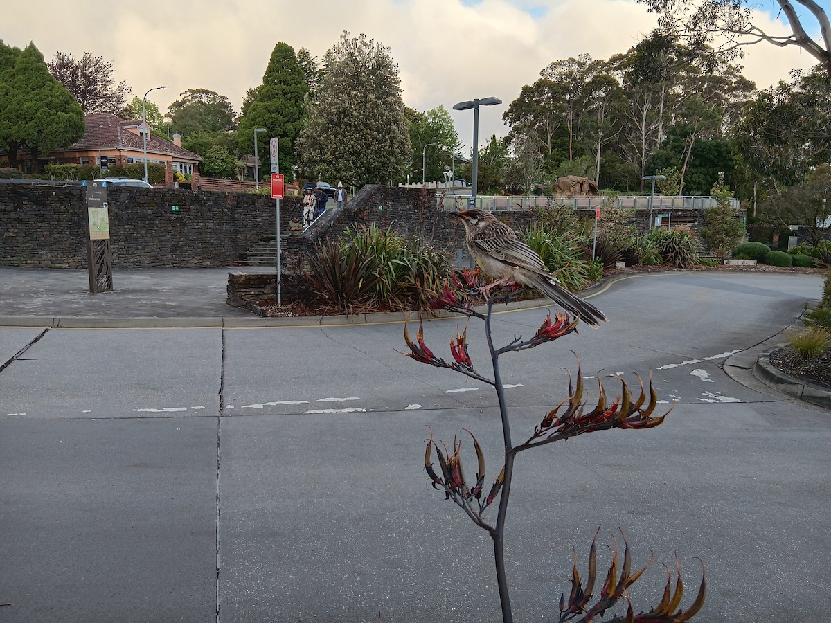 rødflikhonningeter - ML646832027