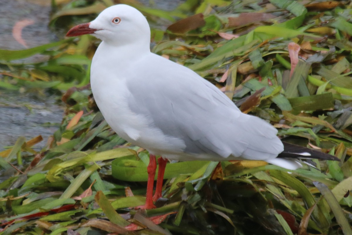 Silver Gull - ML646832029
