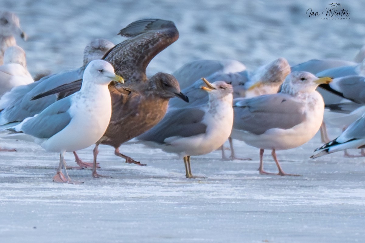 California Gull - ML646832033