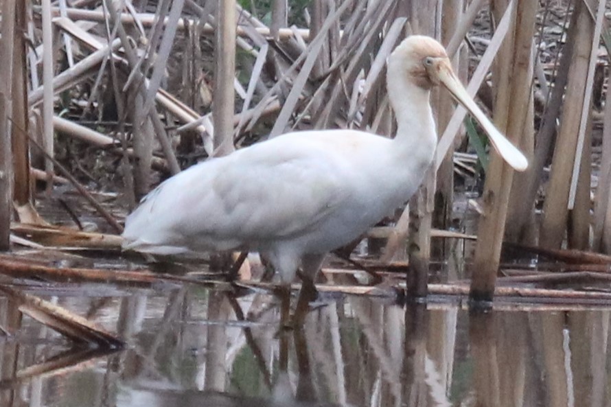 Yellow-billed Spoonbill - ML646832034