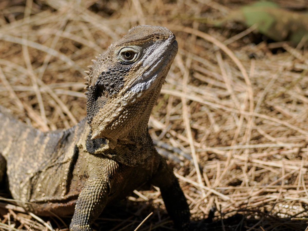 Australian Water Dragon - ML646832035