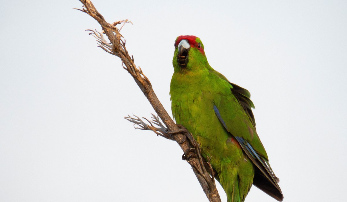 Red-crowned Parakeet - ML646832040