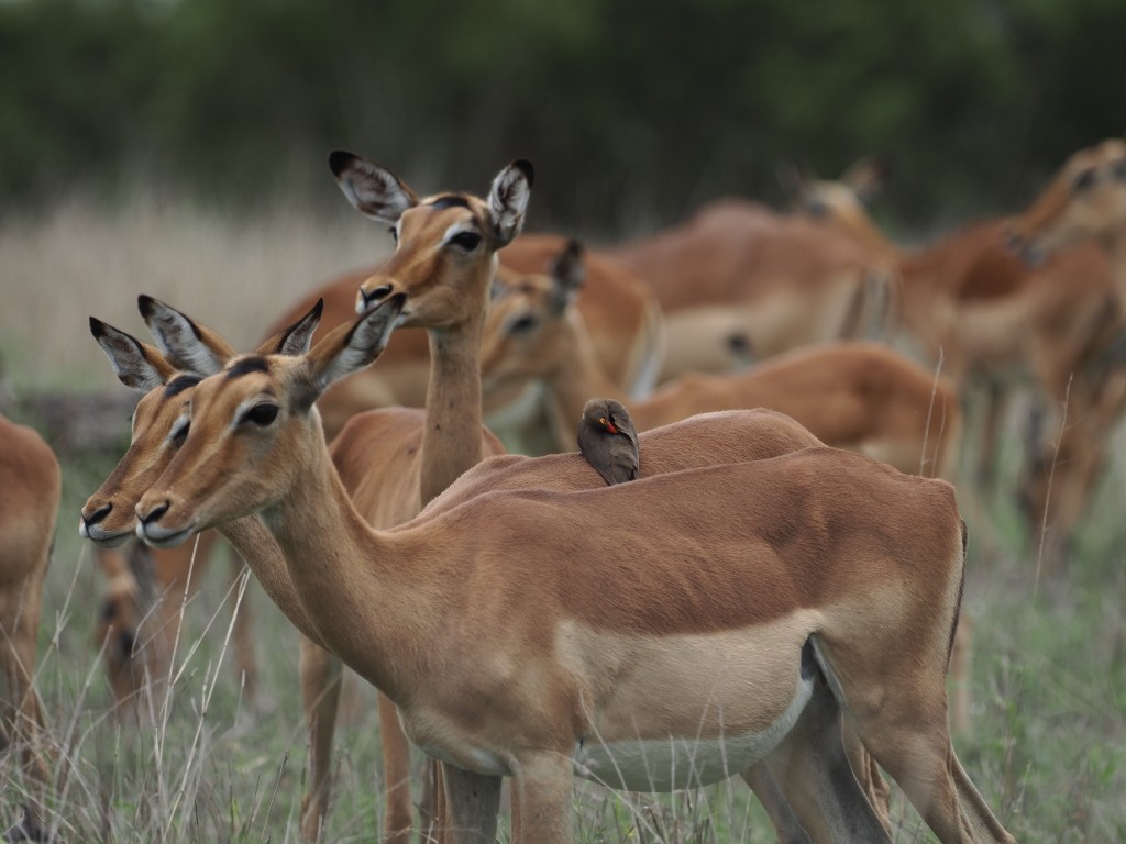 Red-billed Oxpecker - ML646832041