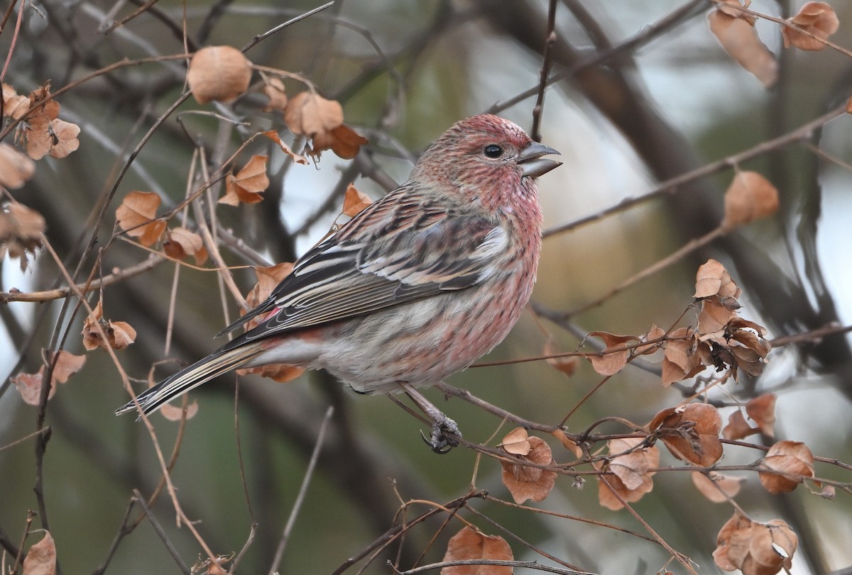 Чечевиця сибірська - ML646832042