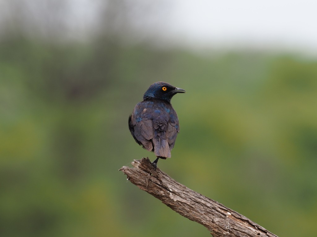 Cape Starling - ML646832044