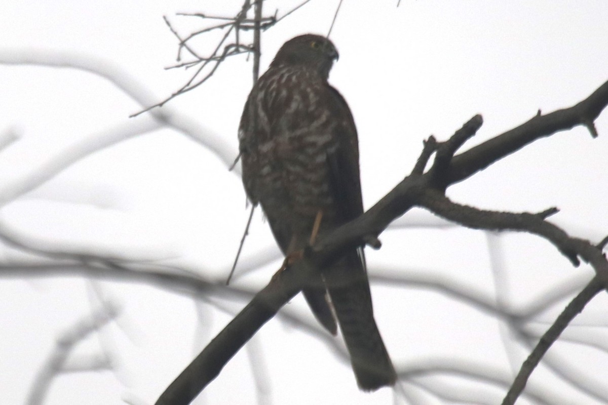 Collared Sparrowhawk - ML646832045
