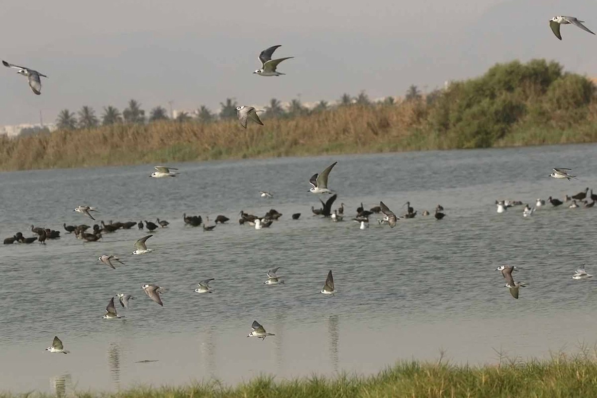 Белокрылая крачка - ML646832046