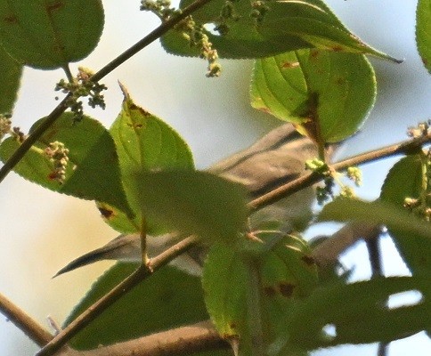 old world warbler sp. - ML646832047