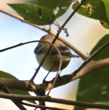 old world warbler sp. - ML646832048