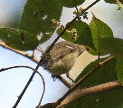 old world warbler sp. - ML646832049