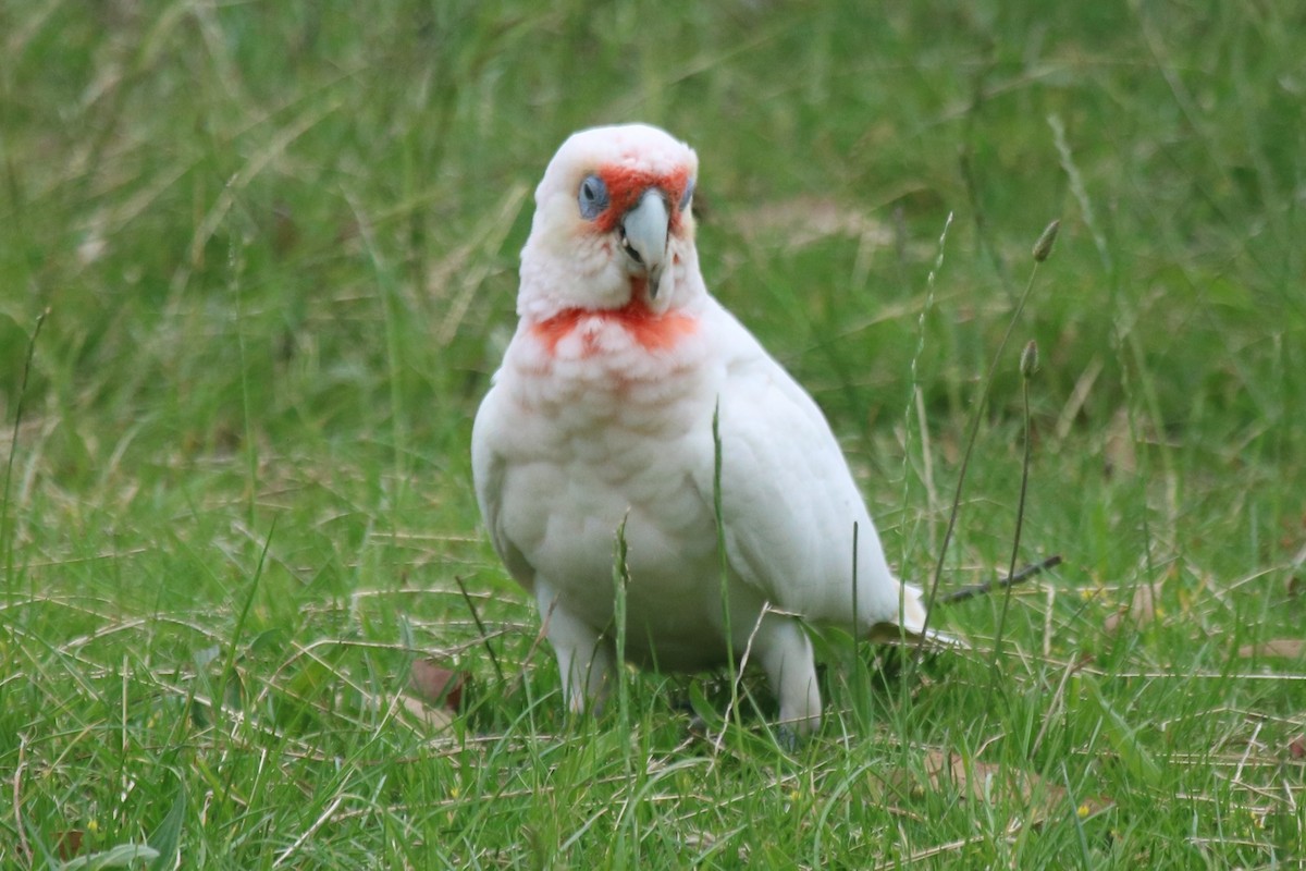 Long-billed Corella - ML646832050