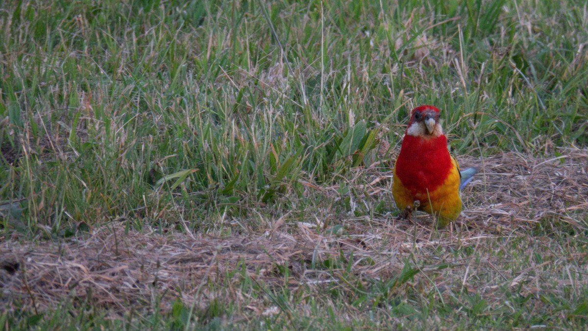 Eastern Rosella - ML646832052